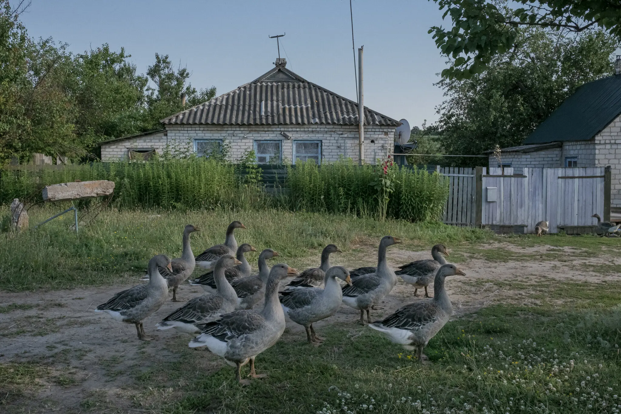 Незважаючи на те, що минулої осені його відбили українські військові, Вірнопілля є одним із тих сіл, які ризикують бути втраченими — не через артилерію чи бойові дії, а через бур’яни, польові квіти та мінні поля